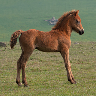Dartmoor - Pony